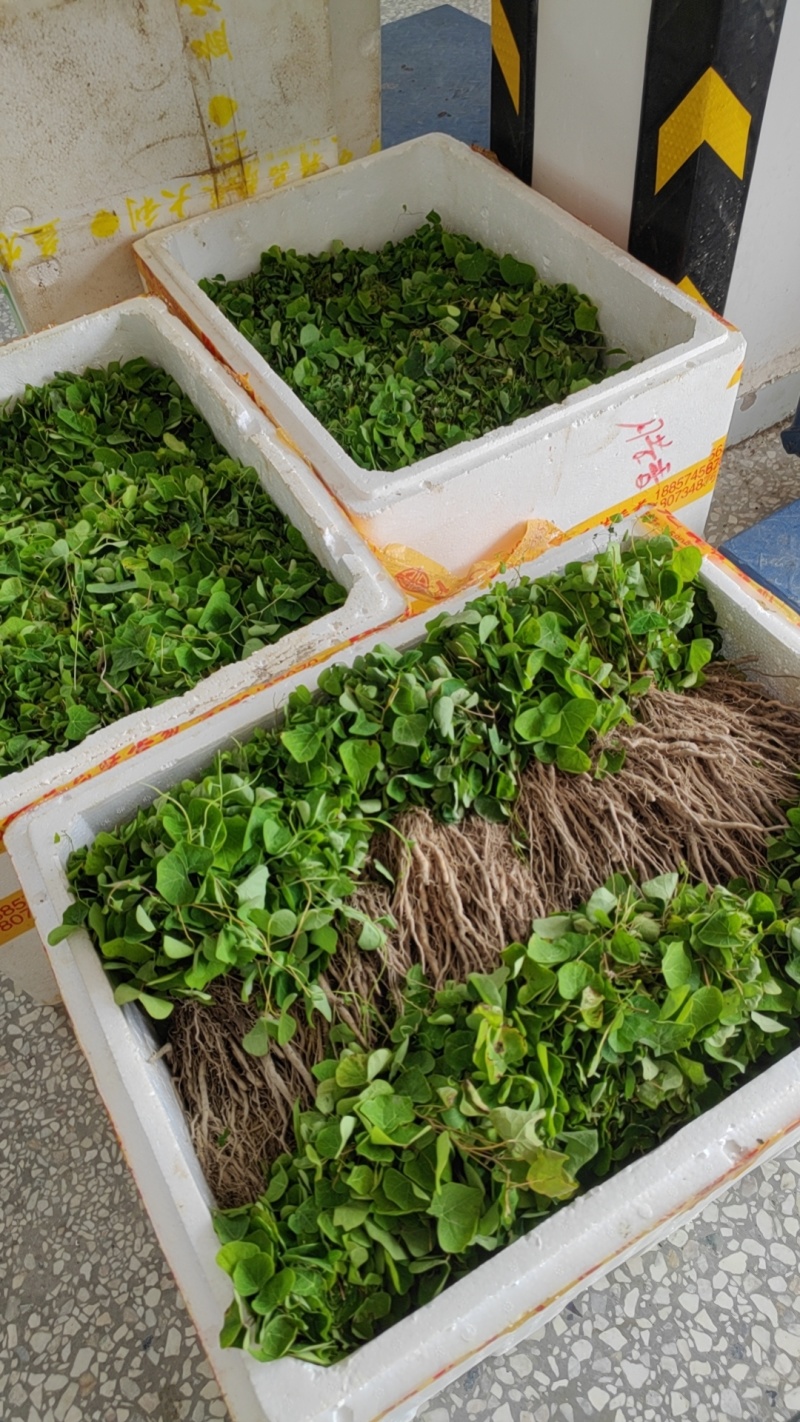 【粉防己苗】货量大包成活种植简单易管理汇报周期短提供技术指导