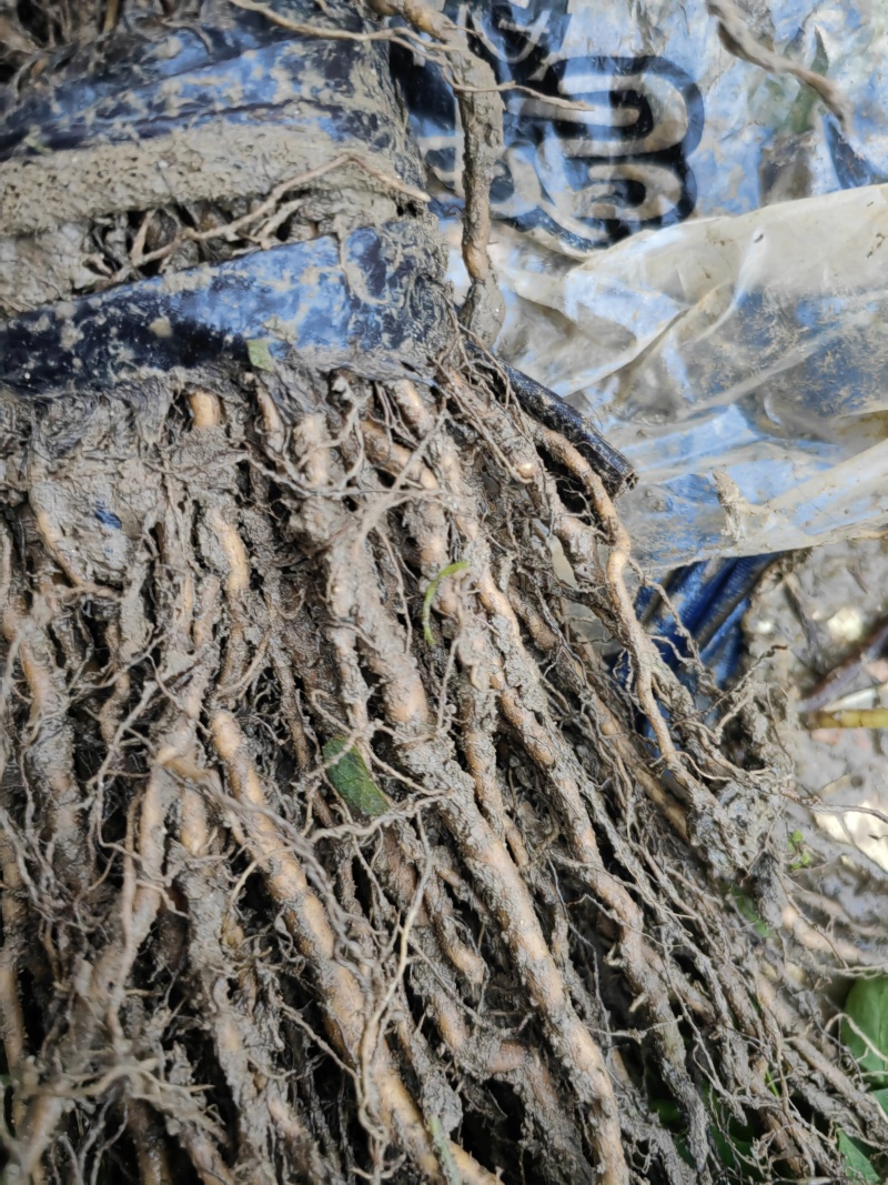 【粉防己苗】货量大包成活种植简单易管理汇报周期短提供技术指导