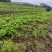 【粉防己苗】货量大包成活种植简单易管理汇报周期短提供技术指导