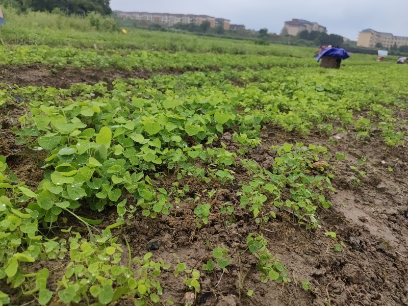 【粉防己苗】货量大包成活种植简单易管理汇报周期短提供技术指导