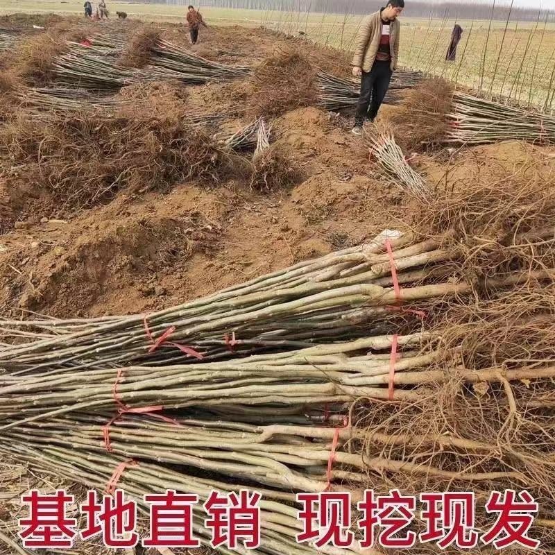 核桃树苗，基地种植，货源稳定，可视频看货