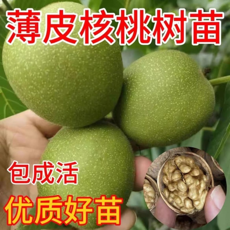 核桃树苗，基地种植，货源稳定，可视频看货