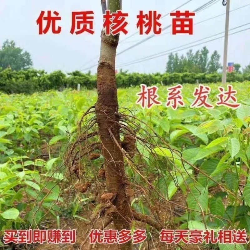 核桃树苗，基地种植，货源稳定，可视频看货