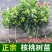 核桃树苗，基地种植，货源稳定，可视频看货