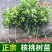 核桃树苗，基地种植，货源稳定，可视频看货