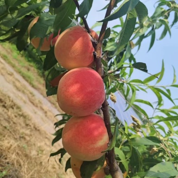 中秋王桃