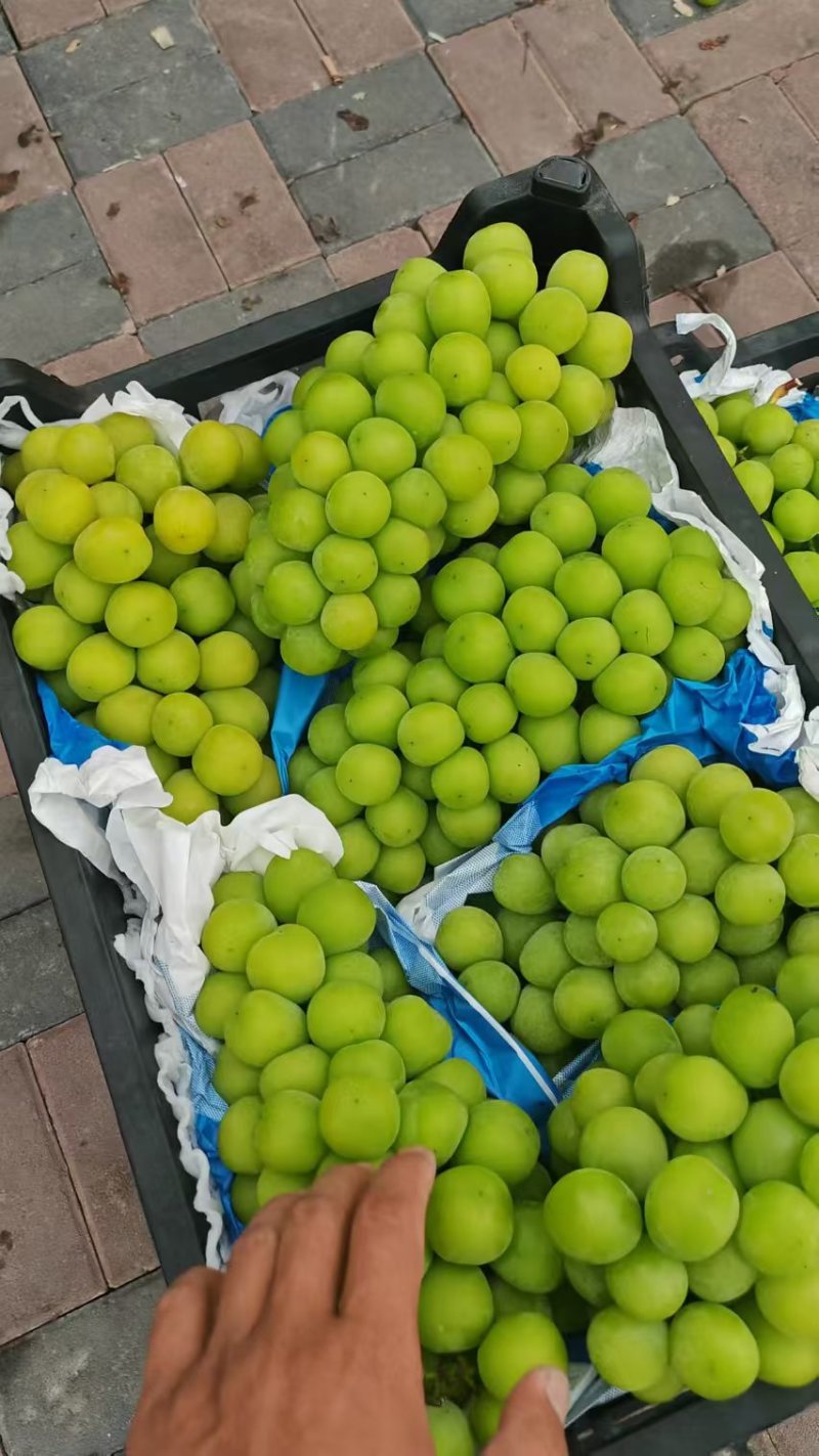【热卖】精品阳光玫瑰供应市场商超电商品质保证量大价优