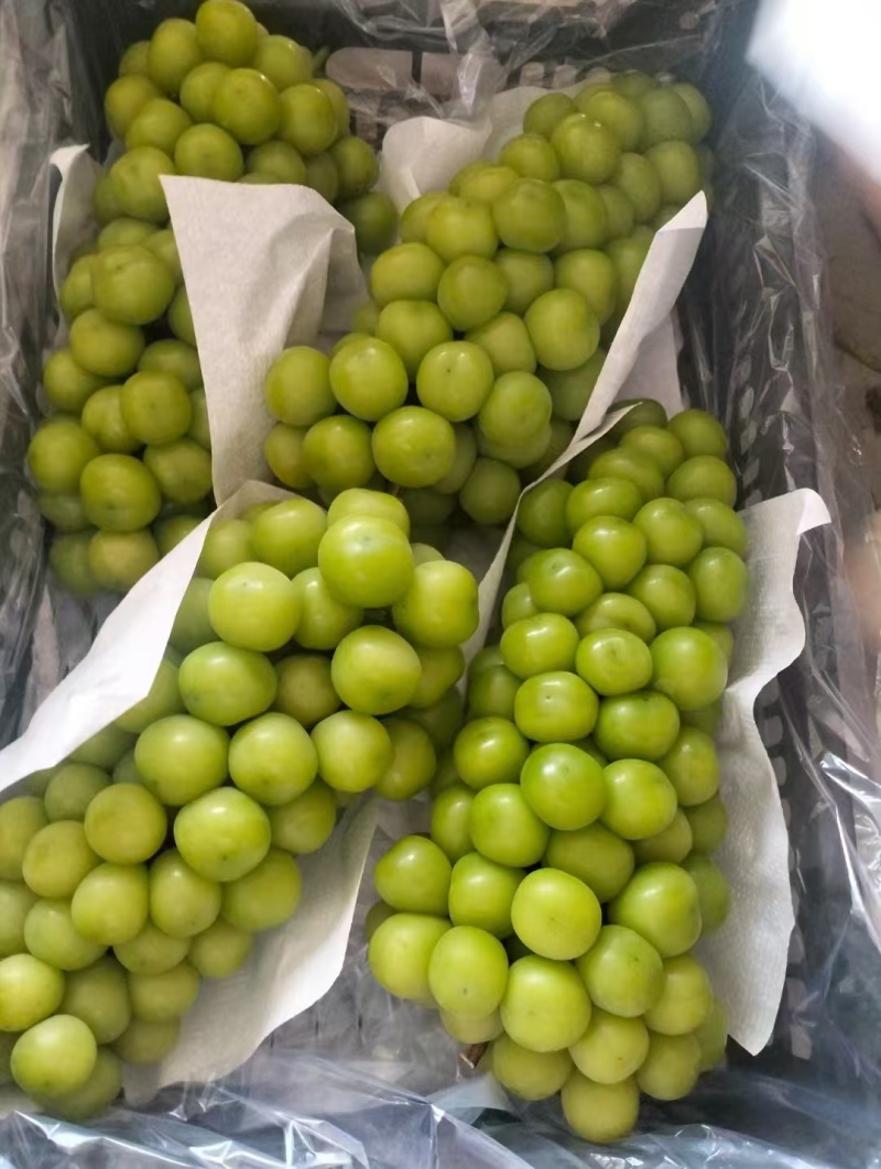 【热卖】精品阳光玫瑰供应市场商超电商品质保证量大价优