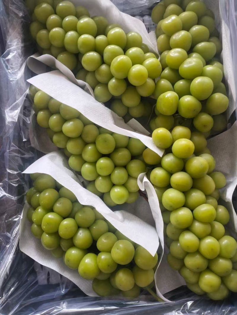 【热卖】精品阳光玫瑰供应市场商超电商品质保证量大价优