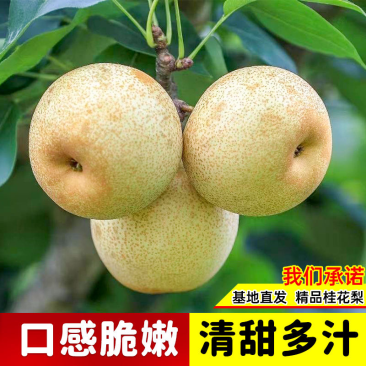 梨树苗产地直供，货源充足，欢迎采购商咨询