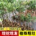 梨树苗产地直供，货源充足，欢迎采购商咨询