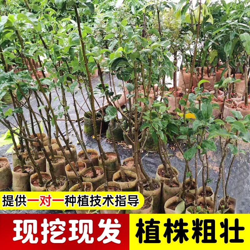 梨树苗产地直供，货源充足，欢迎采购商咨询