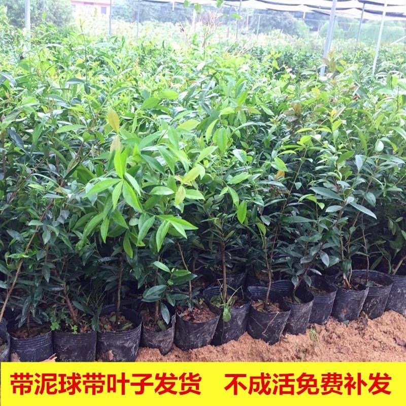 樱桃树，基地供应，货源充足，品质保障，可视频看货