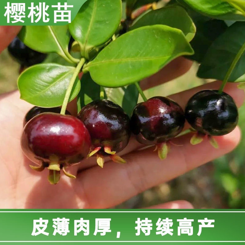 樱桃树，基地供应，货源充足，品质保障，可视频看货