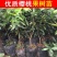 樱桃树，基地供应，货源充足，品质保障，可视频看货