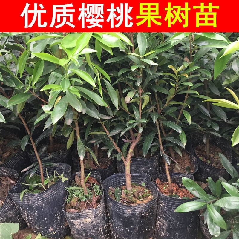 樱桃树，基地供应，货源充足，品质保障，可视频看货