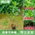樱桃树，基地供应，货源充足，品质保障，可视频看货