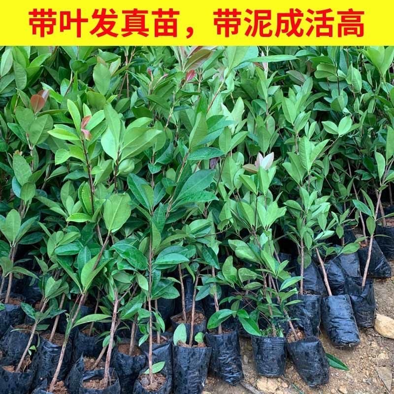 樱桃树，基地供应，货源充足，品质保障，可视频看货