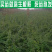 连翘苗，基地供应，货源充足，保质保量，可视频看货