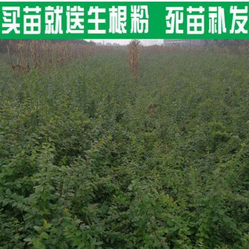 连翘苗，基地供应，货源充足，保质保量，可视频看货