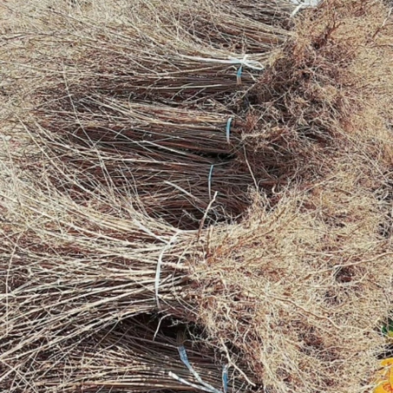 连翘苗，基地供应，货源充足，保质保量，可视频看货