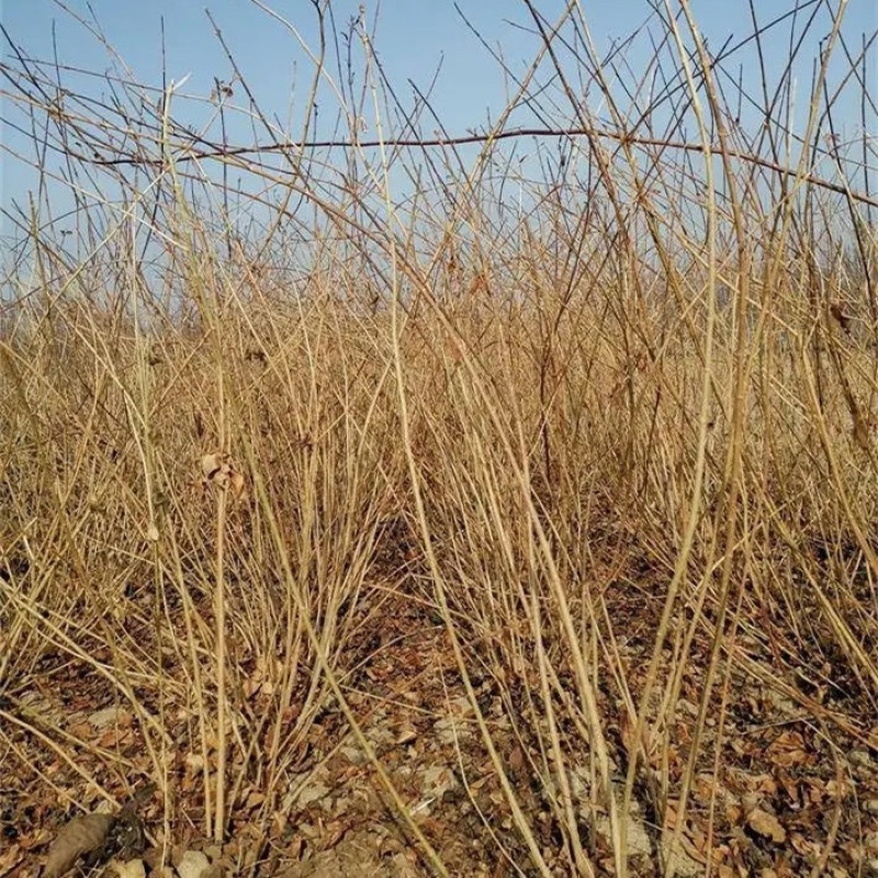 连翘苗，基地供应，货源充足，保质保量，可视频看货