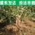 连翘苗，基地供应，货源充足，保质保量，可视频看货