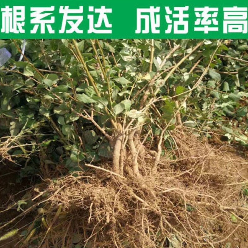 连翘苗，基地供应，货源充足，保质保量，可视频看货