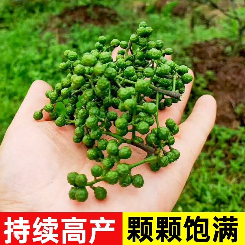 花椒苗