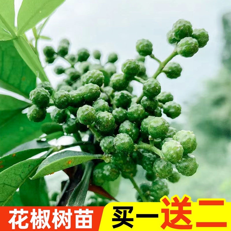 花椒苗