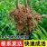 花椒苗