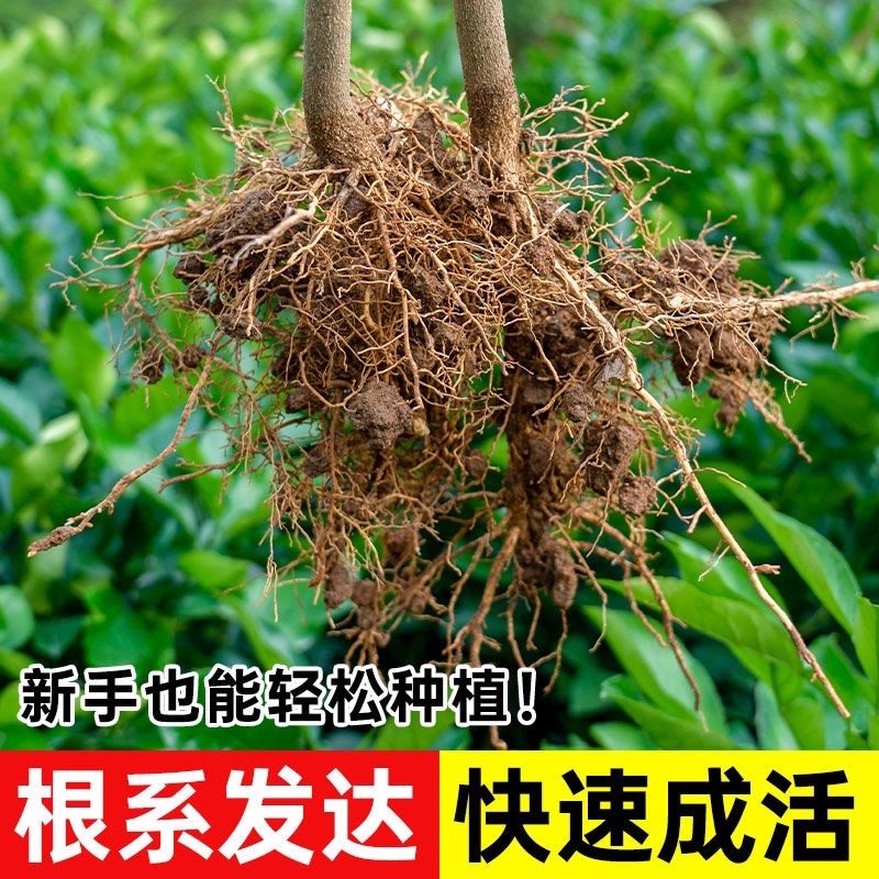花椒苗
