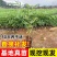 花椒苗