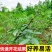 花椒苗