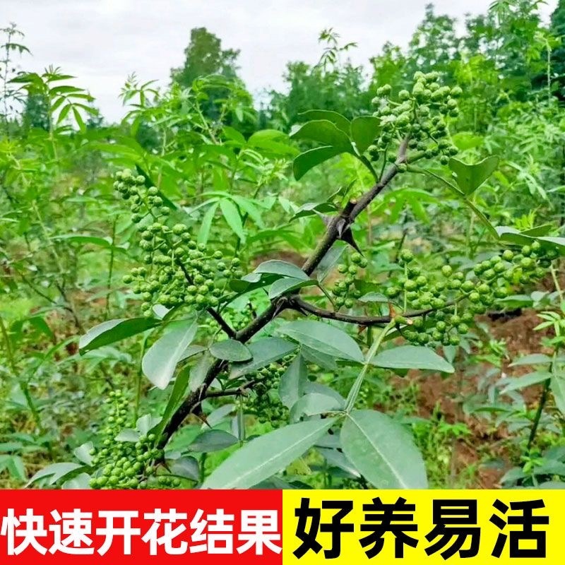 花椒苗