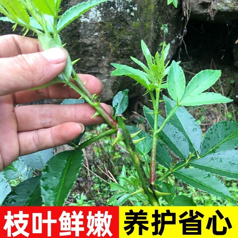 花椒苗