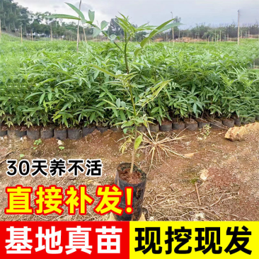 花椒苗