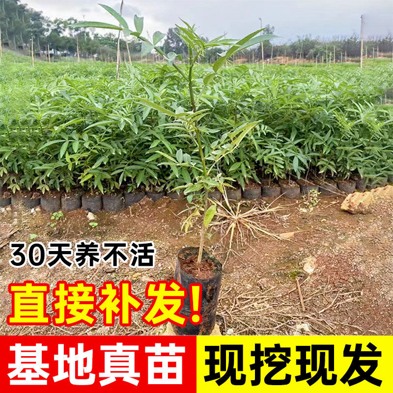 花椒苗