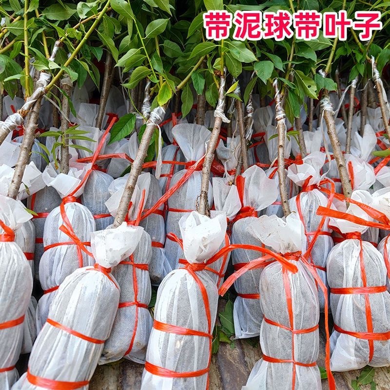 李子苗，货源充足，供货稳定，可视频看货采购