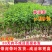 李子苗，货源充足，供货稳定，可视频看货采购