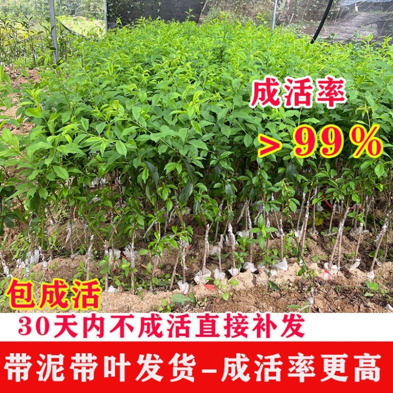 李子苗，货源充足，供货稳定，可视频看货采购