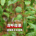 李子苗，货源充足，供货稳定，可视频看货采购