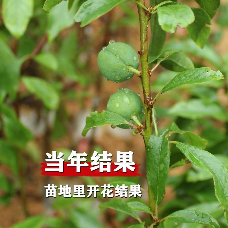 李子苗，货源充足，供货稳定，可视频看货采购