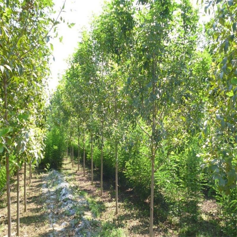 白蜡树苗！！产地供应，货源充足，供货稳定，可视频看货