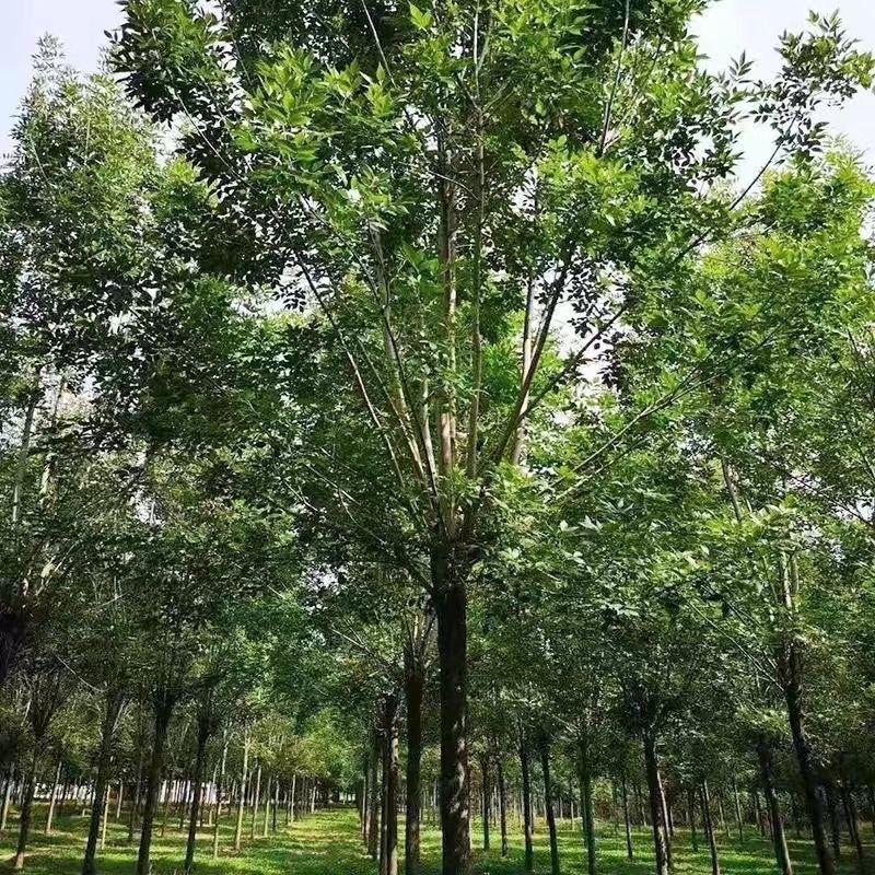 白蜡树苗！！产地供应，货源充足，供货稳定，可视频看货