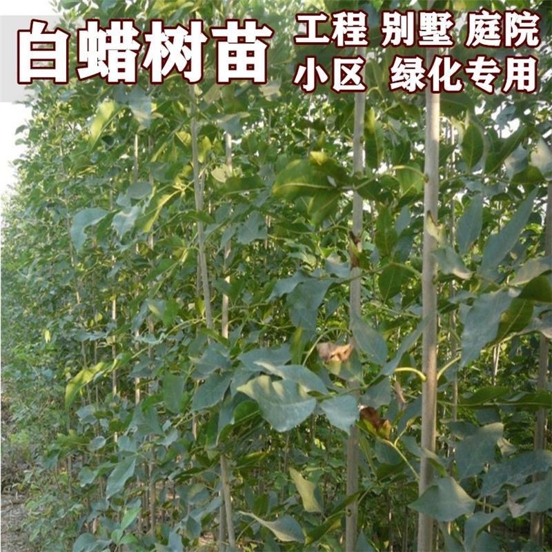 白蜡树苗！！产地供应，货源充足，供货稳定，可视频看货