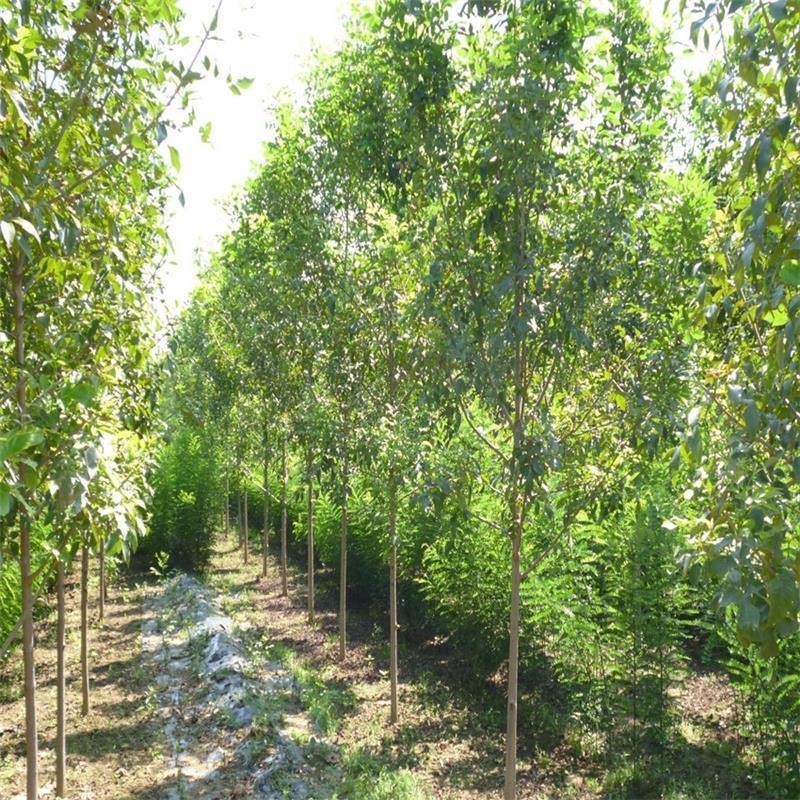 白蜡树苗！！产地供应，货源充足，供货稳定，可视频看货
