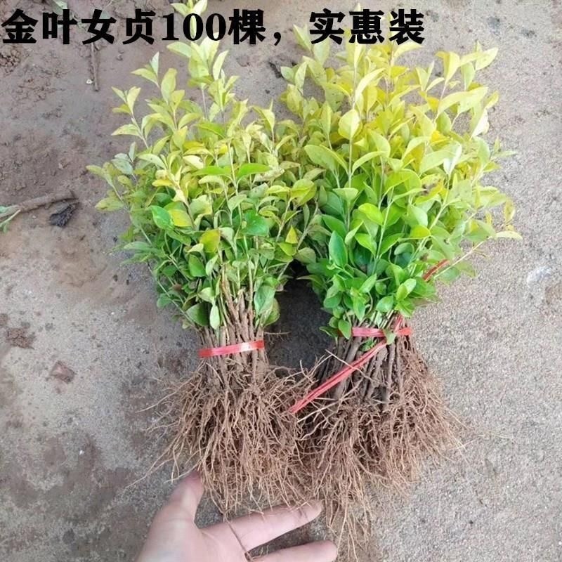 金叶女贞，货源充足，产地供应，基地种植，可视频看货