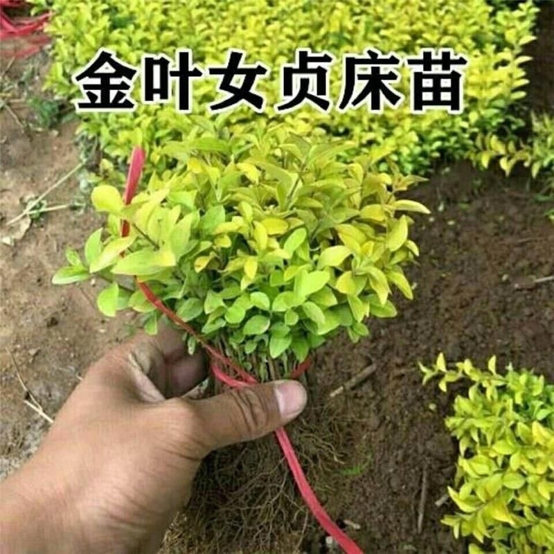 金叶女贞，货源充足，产地供应，基地种植，可视频看货