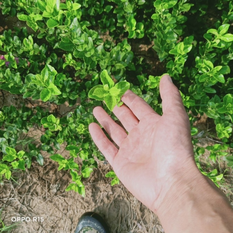 卫矛苗，基地种植，货源稳定，可视频看货联系采购